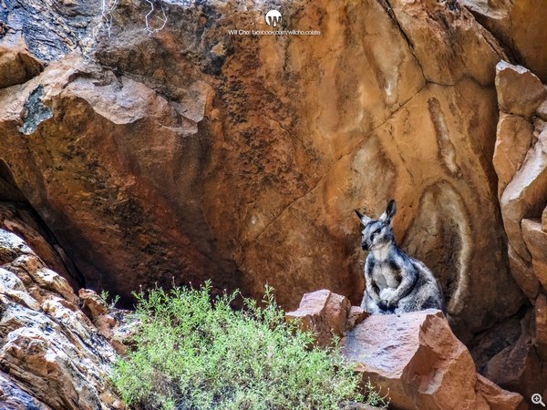 Rock Wallaby(岩袋鼠) | Cyber-shot HX50V, 30x 光學變焦 · 1/250s · f/6.3 · ISO640
