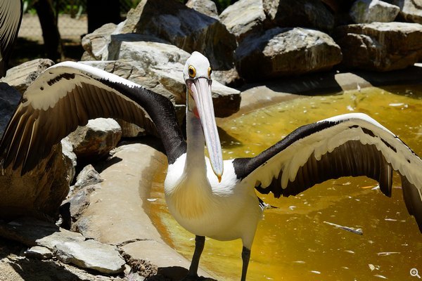 同場加映體型龐大的 Pelican(塘鵝),它們嘴下帶有一個喉囊,可以自由伸縮, 是儲存食物的地方。(SLT-A99V、ISO100、70mm、f/6.3、1/400s)