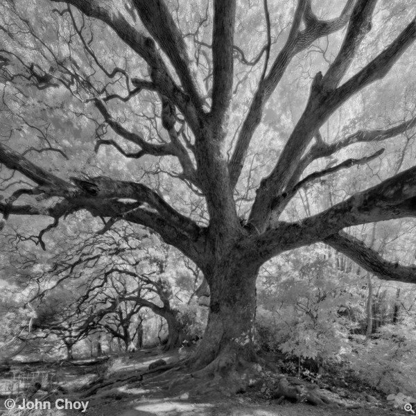 以 NEX-5 (IR) 拍攝的作品，原作由 XX 張相片組成，放大就可以看到那種菲林才有的內反光效果。 