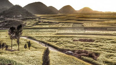 【Fillens 投稿精選】羅平·油菜花田