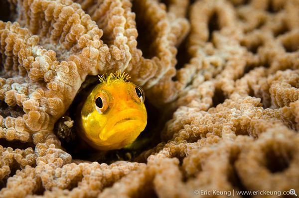 姜忠輝先生 (Eric) 的「心水」作品：啤梨魚 (Blenny Fish)，原因是作品能反映珊瑚與魚之間共生關係 