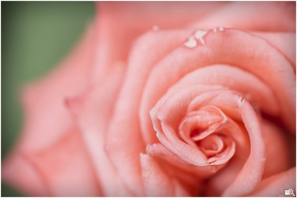 拍攝設定:60.0mm、ISO200、f/4.5、1/250s 使用 Samsung SMART CAMERA NX30 拍攝