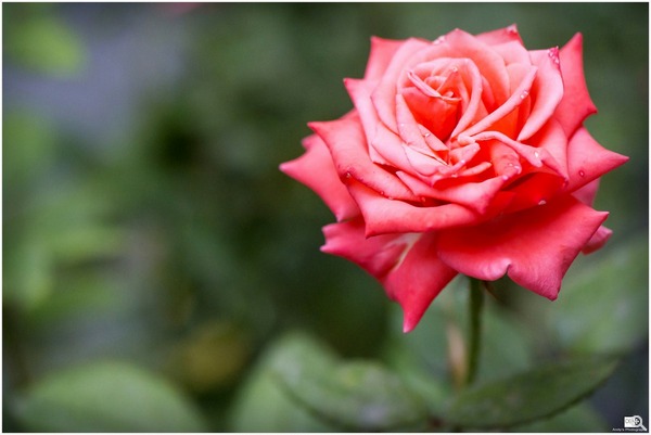 拍攝設定:60.0mm、ISO1600、f/4.0、1/1000s 使用 Samsung SMART CAMERA NX30 拍攝
