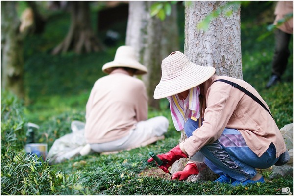 拍攝設定:85.0mm、ISO400、f/1.4、1/500s 使用 Samsung SMART CAMERA NX30 拍攝