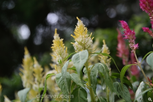 16mm、f/2.0、1/800s、ISO 400