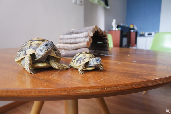 拍攝設定:24mm、ISO200、f/3.5、1/30s