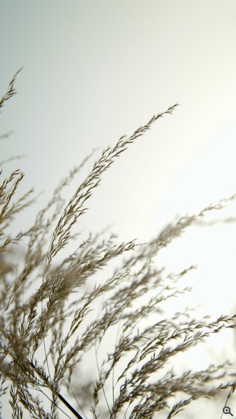 拍攝設定:26mm、ISO 100、f/2.5、1/1000s 使用 Samsung NX1 拍攝