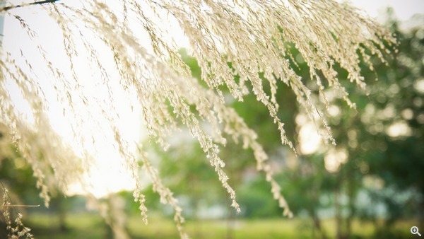 拍攝設定:24mm、ISO 100、f/2.5、1/200s 使用 Samsung NX1 拍攝