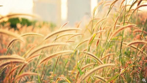 拍攝設定:68mm、ISO 100、f/2.8、1/80s 使用 Samsung NX1 拍攝