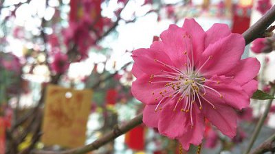 四大品牌攝力論戰！2 月份手機拍攝樣本會聚