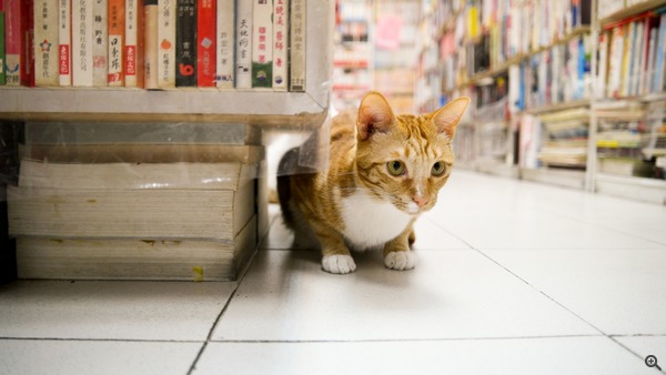 拍攝設定:16mm、ISO 1600、f/2、1/250s