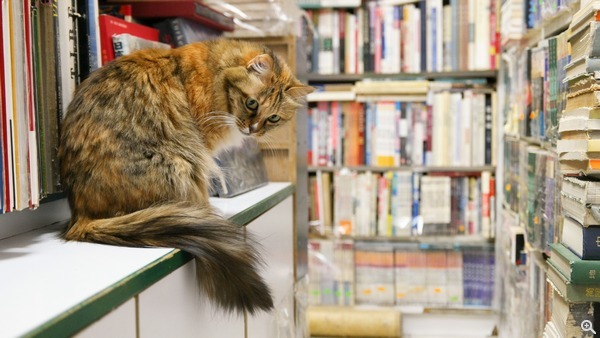 拍攝設定:30mm、ISO 1600、f/2.5、1/160s
