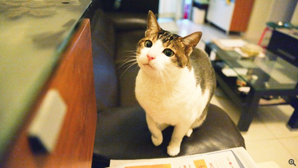 拍攝設定:16mm、ISO 6400、f/2、1/500s