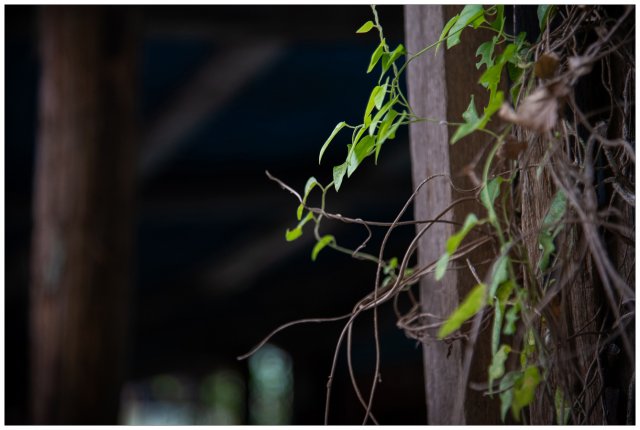 dcf-travel-img-52312