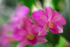 攝影新潮流︰Lensbabies 鏡頭用後感