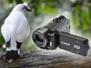捕捉雀鳥的每刻︰雙記憶全高清攝錄<br>Canon HF11