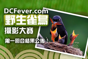 「DCFever.com 野生雀鳥攝影大賽」第一回合結果公佈﹗