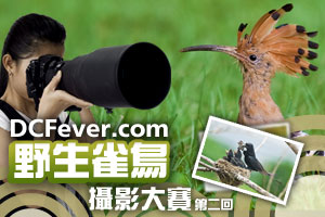 DCFever.com 野生雀鳥攝影大賽第二回合展開！