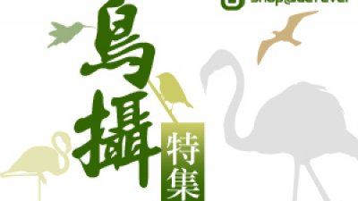 鳥攝特集：相機、鏡頭、腳架、濾鏡器材選擇貼士大公開！