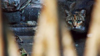 Samsung NX200「感動在細節中」第一位參賽者 Ric Tse《I love cat, that I am》上載