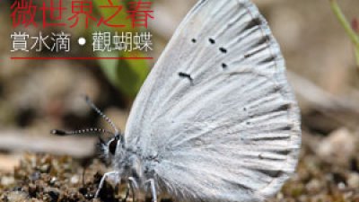 微世界之春   賞水滴‧觀蝴蝶