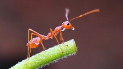 【Fever 達人】Project Ant