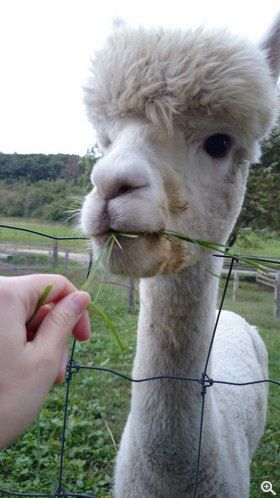 Jenny 今次旅行的重點就是探草泥馬(羊駝)