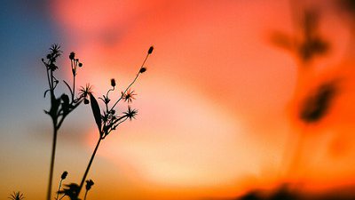 【Fever 達人】Zenza Bronica - 被遺忘的中幅