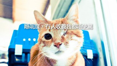 【Fillens】真正值得支持的愛護動物組織─「不殺不棄」的SAA！