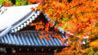 【Fillens 投稿精選】紅葉。秋的想念