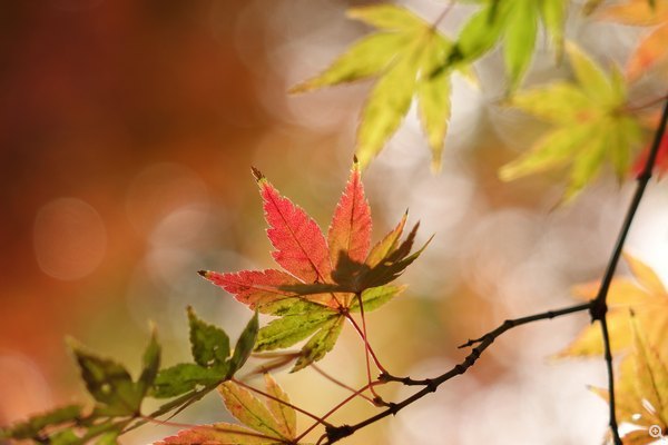 200mm, ISO 125、f/2.8、1/250s