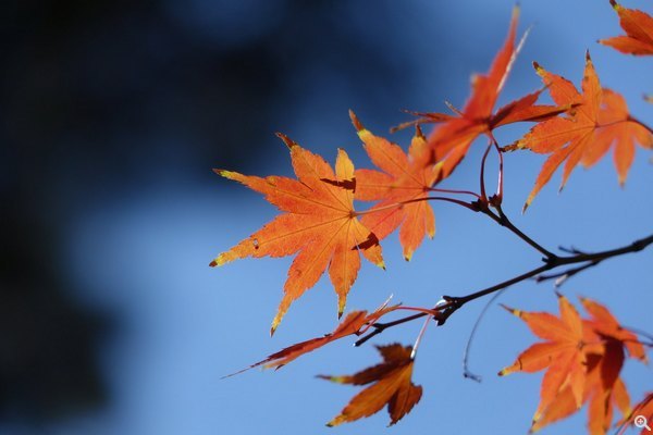 200mm, ISO 125、f/2.8、1/320s