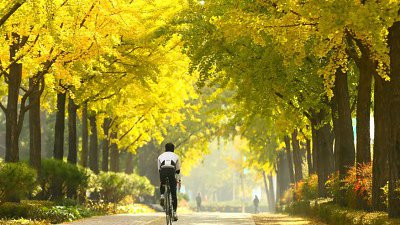 【Fillens 投稿精選】金黃道路. 慰禮城道