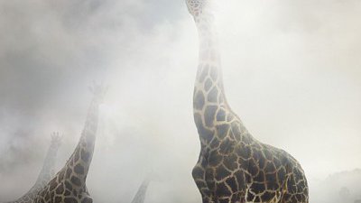 【Fillens】如夢似幻的動物世界 @ Simen Johan