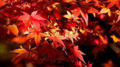 【Fillens 投稿精選】京都紅葉