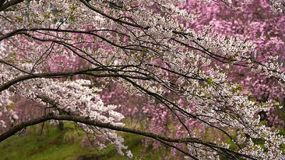 花卉及觀賞植物拍攝課程 Peterpenn 主講
