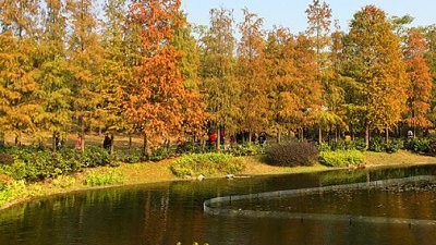 【Fever 達人】青衣公園之紅葉 - 港版加拿大湖景