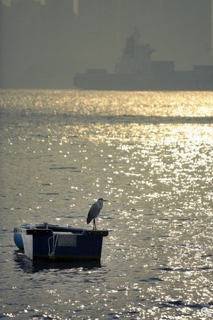 拍攝設定：308mm、ISO100、f/5.6、1/1000s