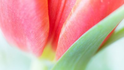 【Fillens 投稿精選】攝。花