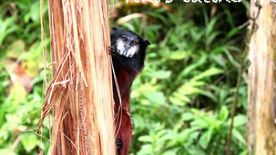 【Fillens】動物義工日誌之猴子大本營