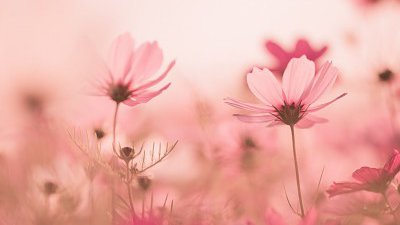 【Fillens 投稿精選】粉色的繽紛