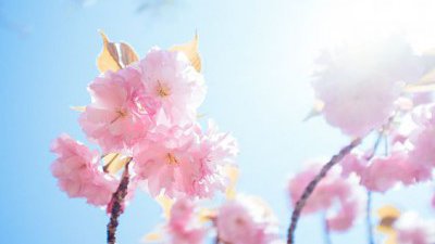 【Fever 達人】為到日本拍櫻花作好準備（一）