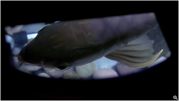 拍攝設定：42mm、ISO800、f/3.2、1/250s 使用 Galaxy Camera 2拍攝