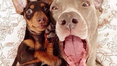 老友狗狗 @ harlowandsage