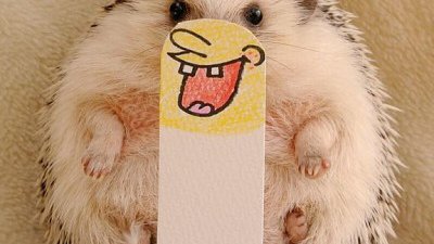 【Fillens】小刺猬大變身 @ hedgehogdays