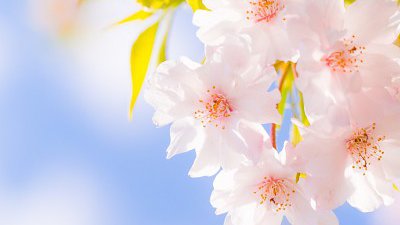 【Fillens 投稿精選】櫻 ＠ 熊本