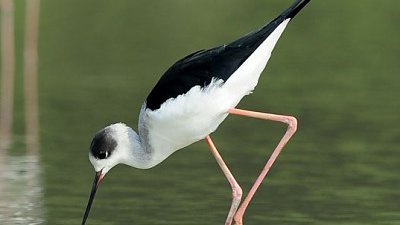 終極超長焦鏡 Nikon AF-S Nikkor 600mm f/4G ED VR