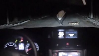 假如駕車撞到小狗，正常你會怎樣做？