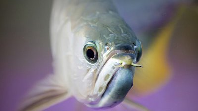 發現微距世界新體驗． Samsung NX30 生活、水族閒攝小經歷