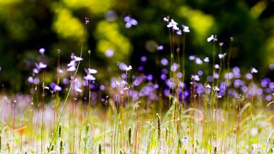 【Fillens 投稿精選】熊本城的小野草